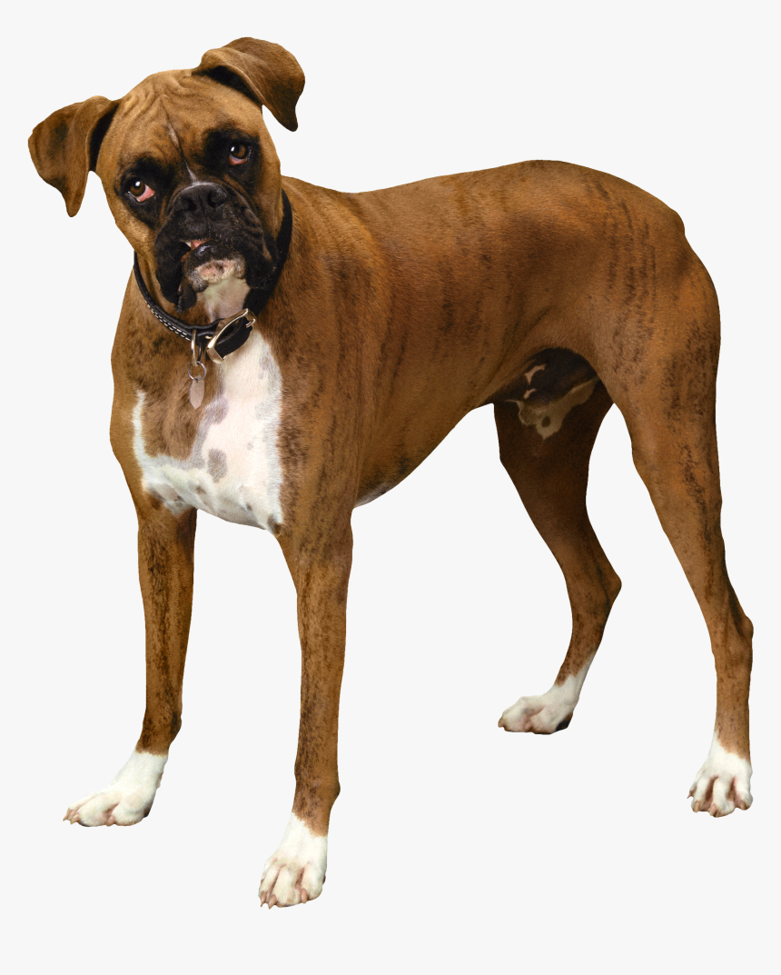 Brown Bulldog Png Clipart - Transparent Background Boxer Dog Png, Png Download