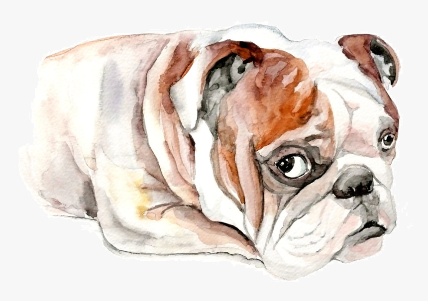 Bulldog, HD Png Download