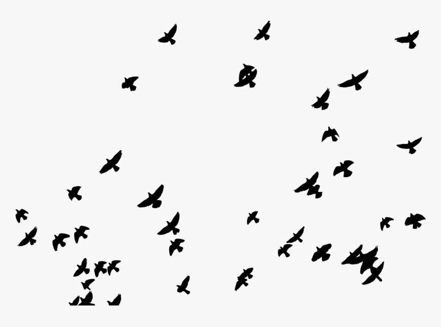 Flock, Birds, Animals, Pigeons, Flying, Silhouette, - Picsart Sticker, HD Png Download