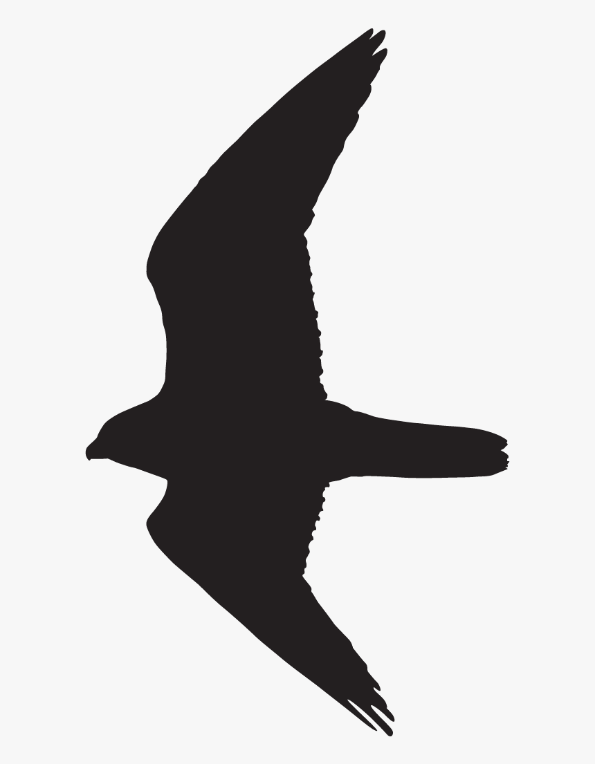 Peregrine Falcon Overview, All About Birds, Cornell - Peregrine Falcon Flight Silhouette, HD Png Download