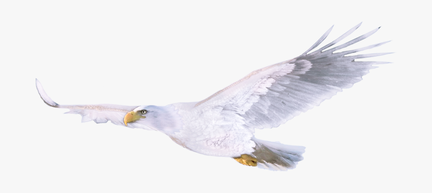 European Herring Gull, HD Png Download
