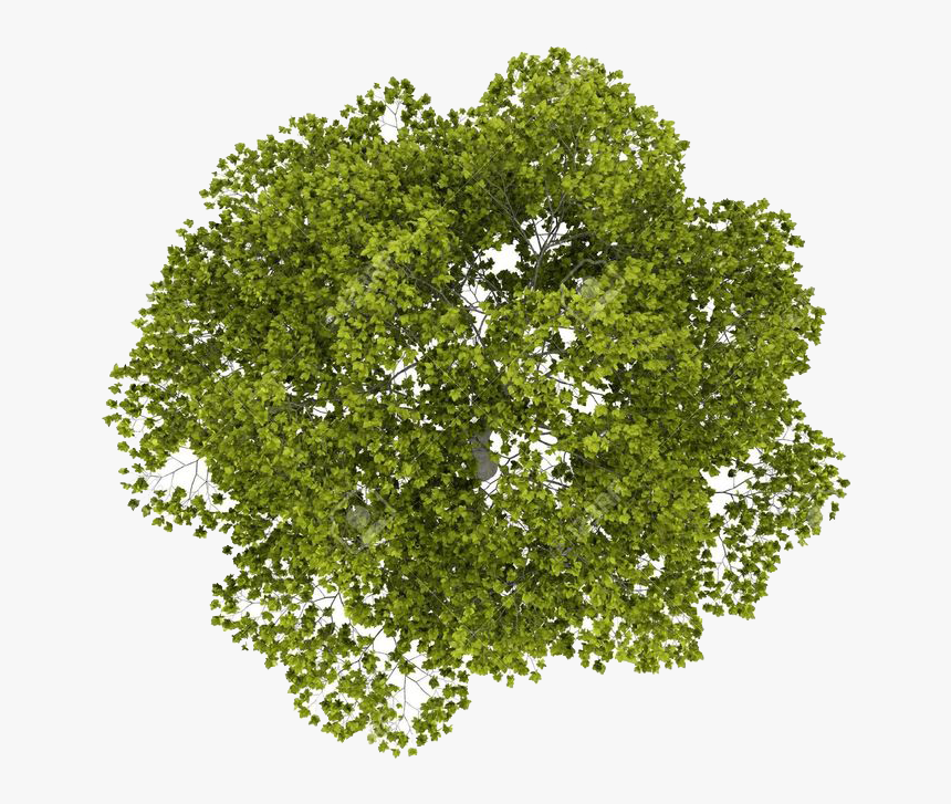 Transparent Sycamore Leaf Clipart - Transparent Tree Top Png, Png Download