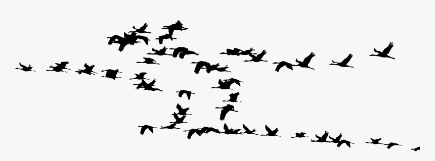 Flock Of Cranes Silhouette Clip Arts - Flock Of Cranes Silhouette, HD Png Download