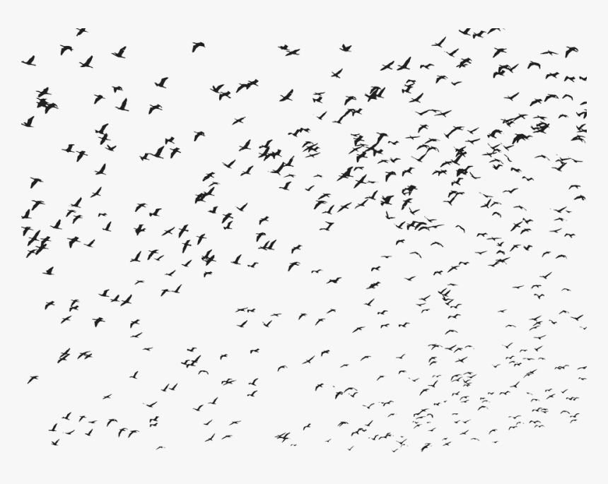 Birds, Flock, Flying, Animals, Silhouette - Flock Of Birds Transparent, HD Png Download