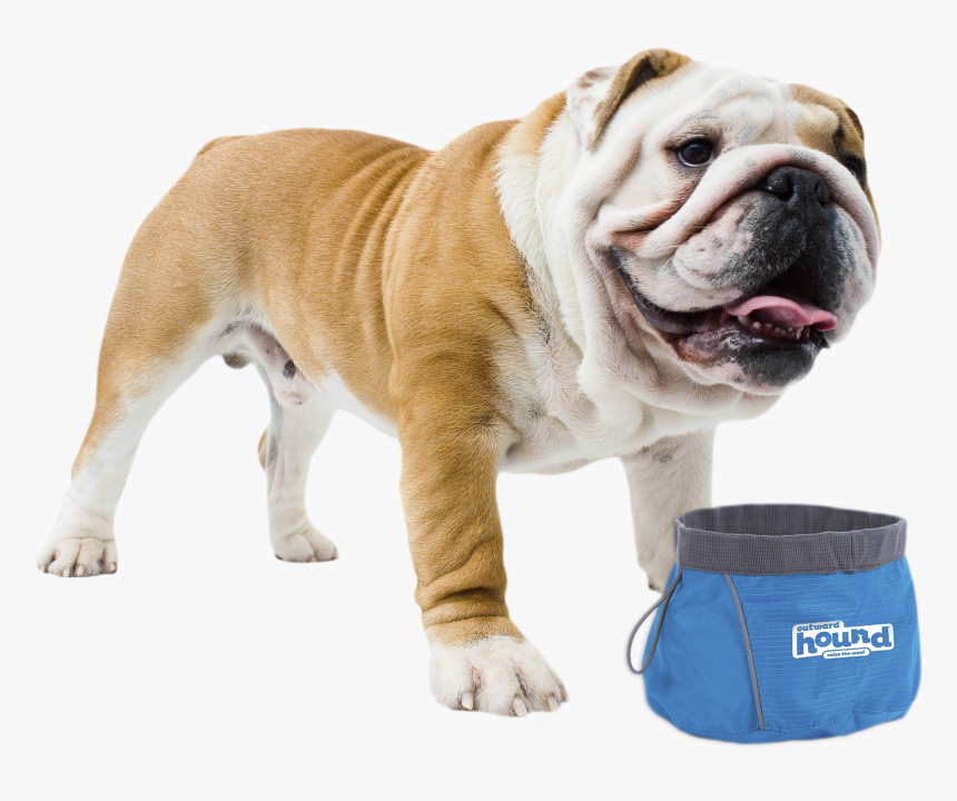 Clip Art Puppy Pug - Bulldog British, HD Png Download