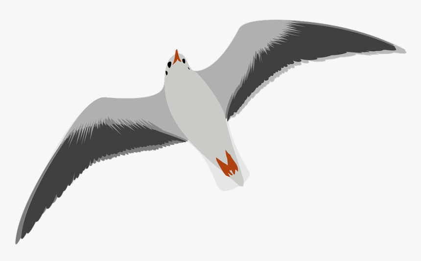 Download Gull Bird Png Transparent Images Transparent - Seagull Clip Art, Png Download