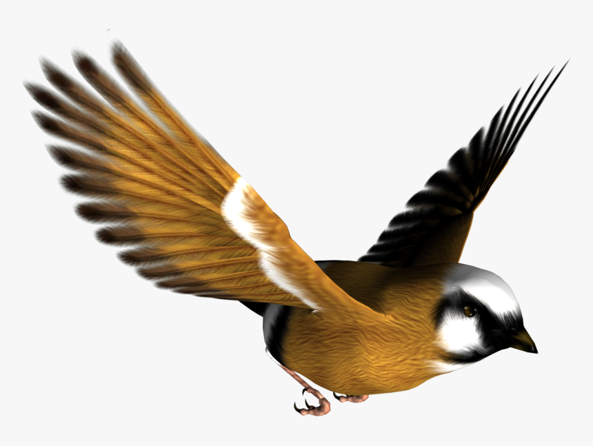 Birds Transparent Pictures Free Transparent Background, HD Png Download