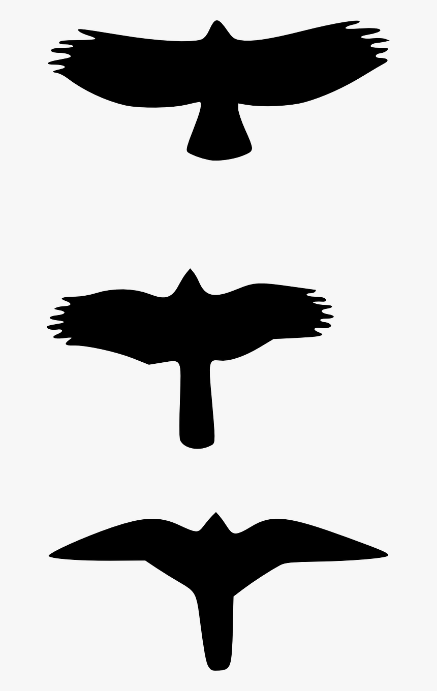 Birds Flying Silhouette Free Picture - Falcon Vs Hawk Wings, HD Png Download
