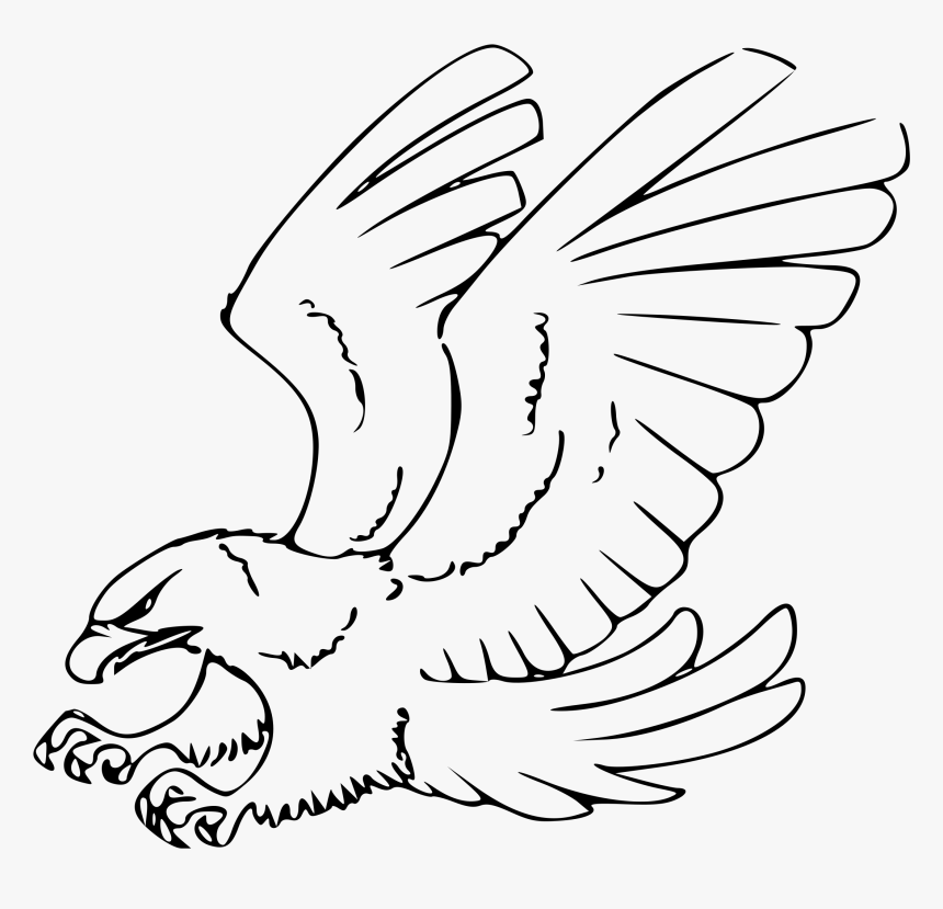 Eagle Black And White Clipart - Red Tailed Hawk Drawing, HD Png Download