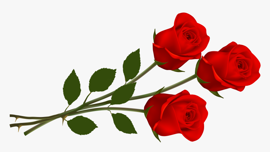 Three Red Roses, HD Png Download