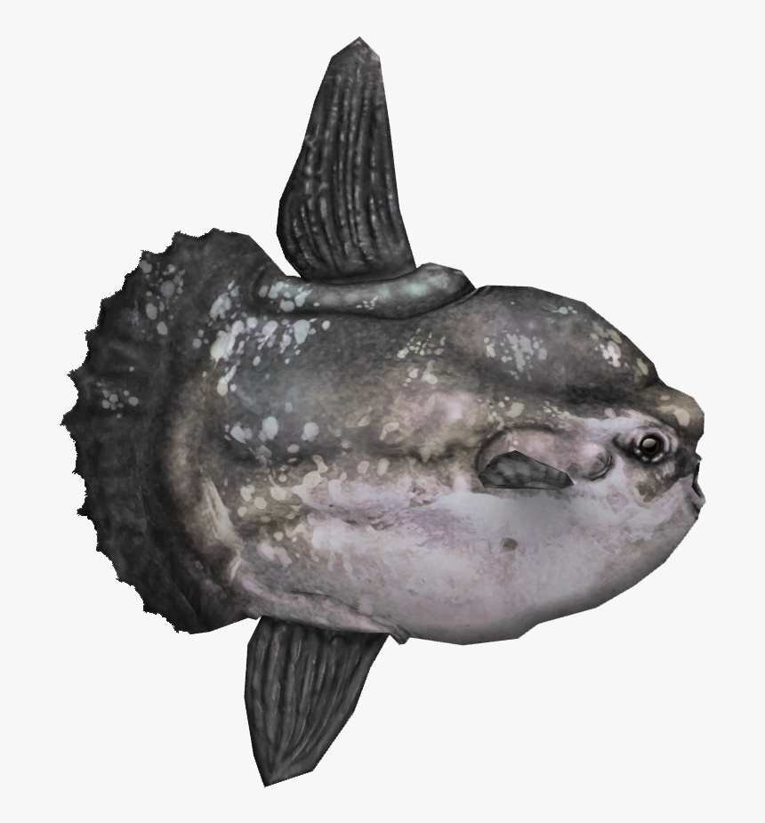 Ocean Sunfish - Ocean Sunfish Png, Transparent Png