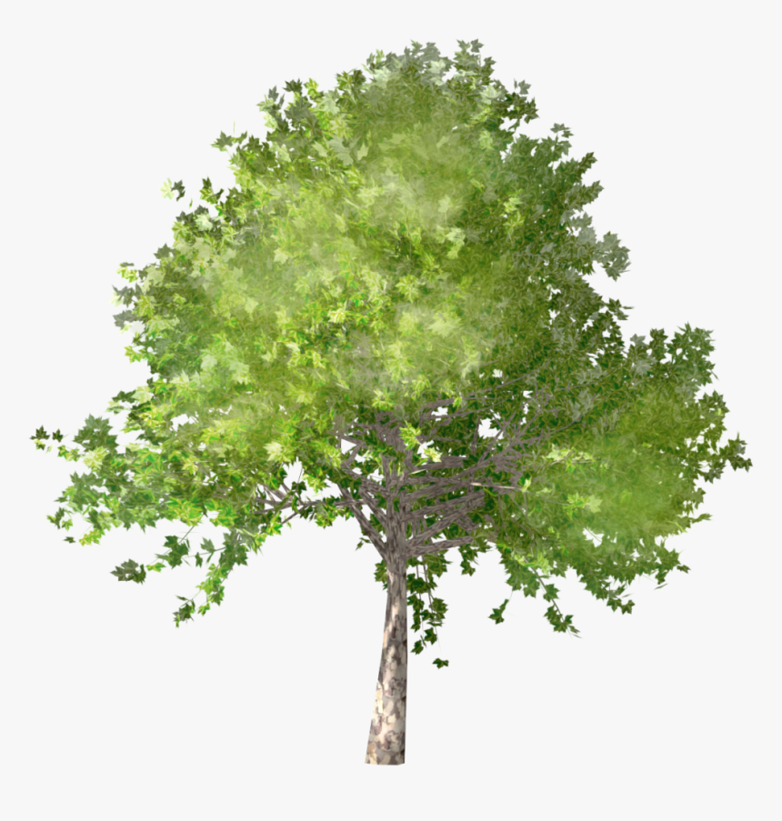 Tree Plan View - Plane Tree Png, Transparent Png