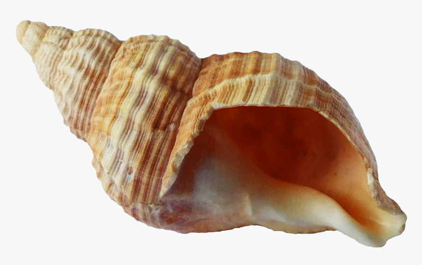 Sea Shell Png Transparent Image - Transparent Background Seashell Png, Png Download