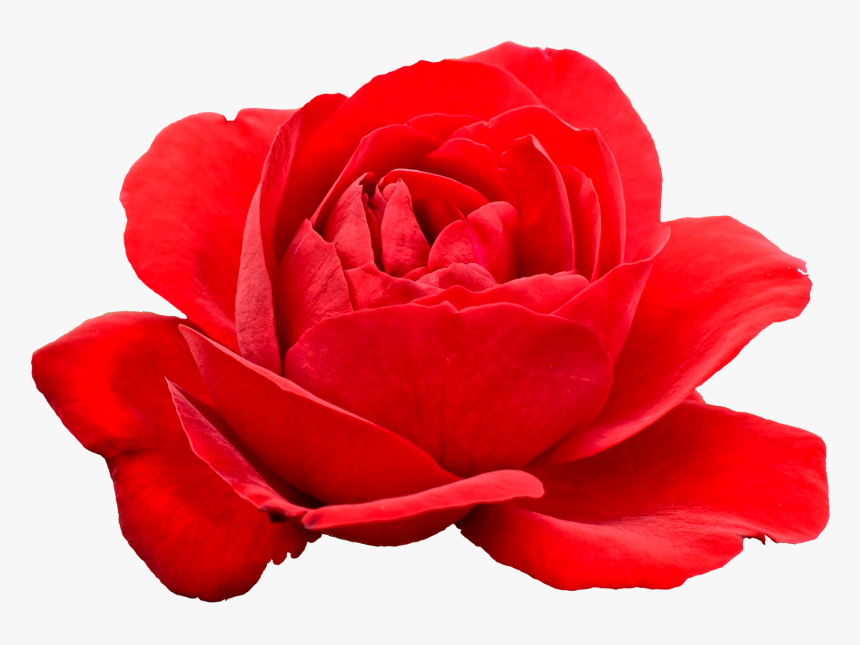 Red Flowers Transparent Background, HD Png Download