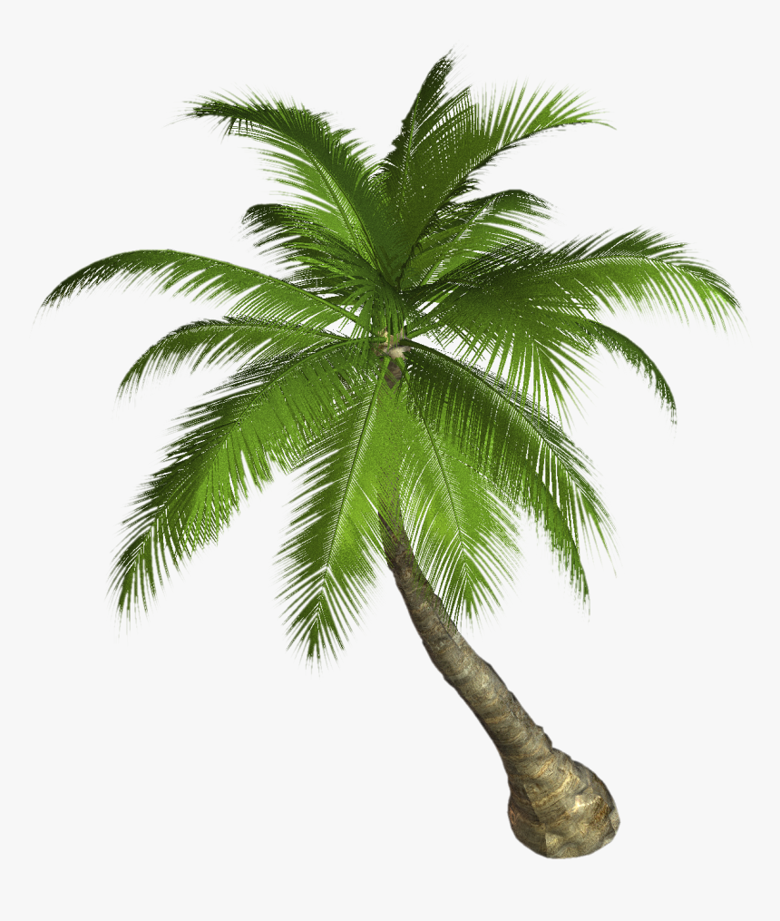 Palm Tree Png - Palm Tree Png Hd, Transparent Png