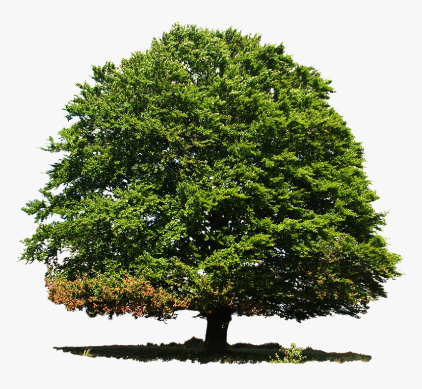 Isolated, Deciduous Tree, Summer, Nature, Green - Anna Cano Salmos 63, HD Png Download