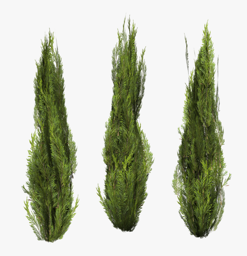 Bushes Png Image - Cutout Bush 29 Png, Transparent Png