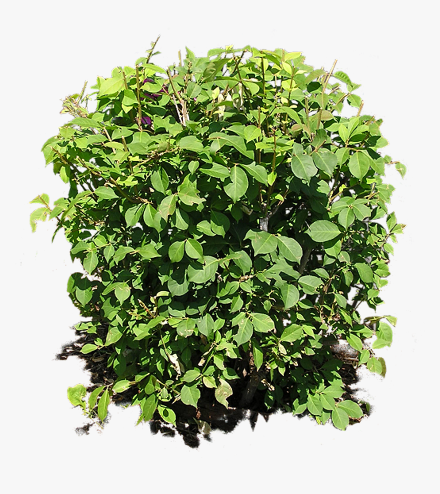 Bush Plant Png Image - Bush Plant Png, Transparent Png
