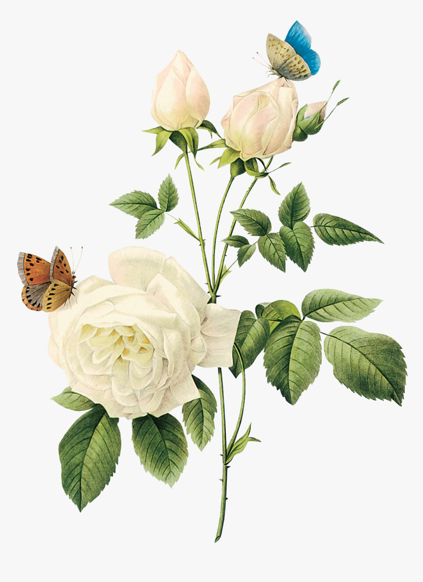 Free White Rose Watercolor, HD Png Download