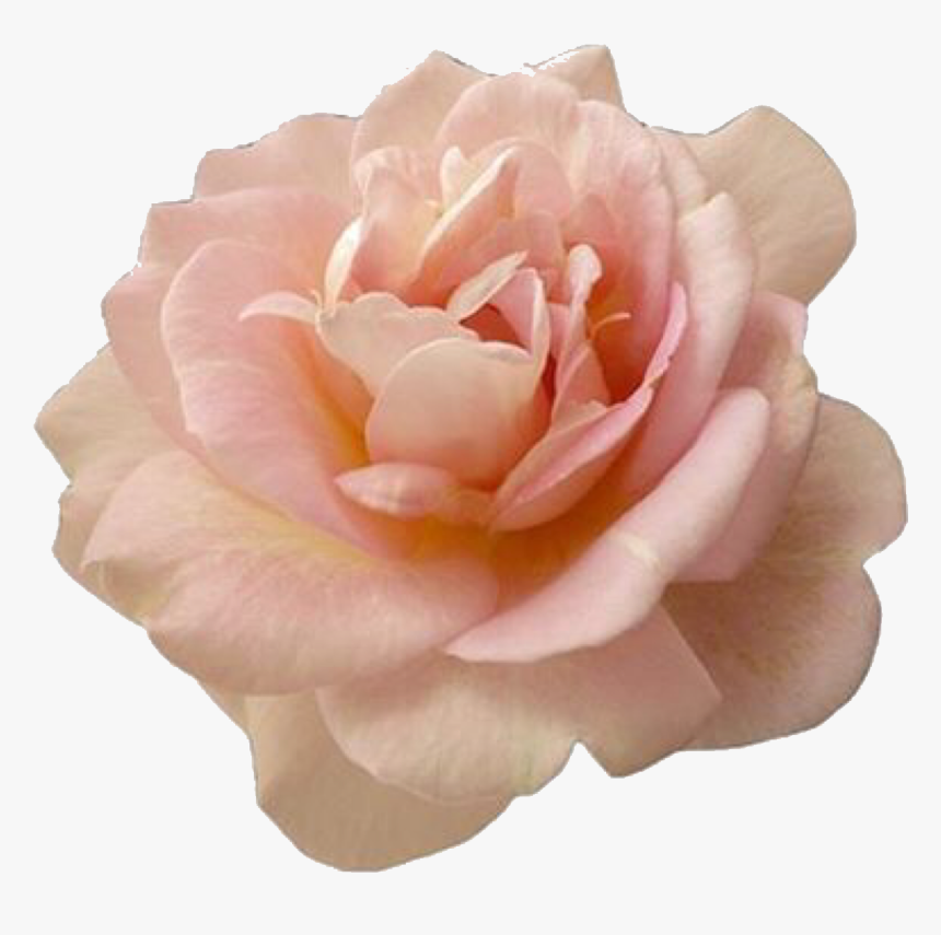 Beautiful Pink Rose Flower - Transparent Pink Flower Png, Png Download
