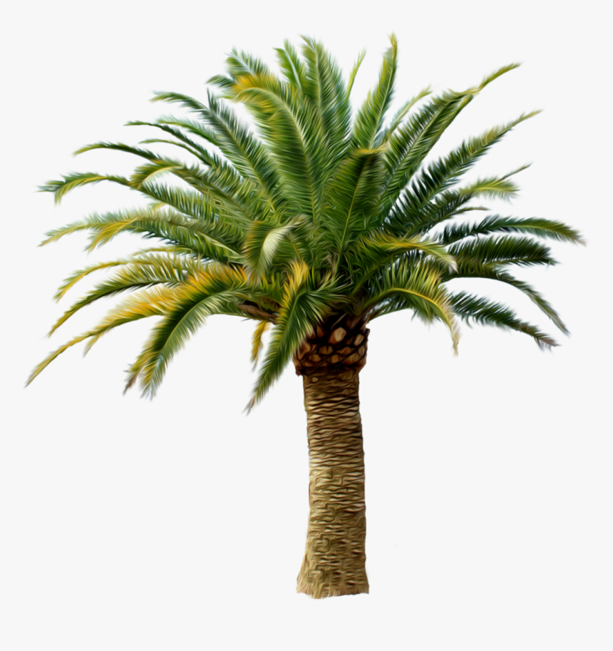 Palm Tree Png - Small Palm Tree Png, Transparent Png