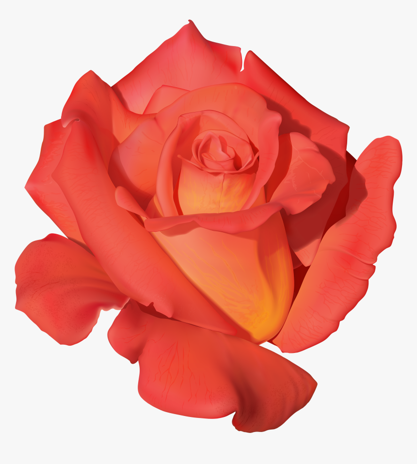 Orange Rose Png Clipart, Transparent Png