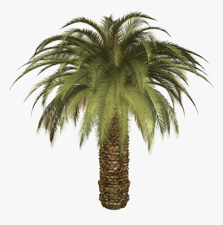 Palm Tree Png - Big Palm Tree Png, Transparent Png