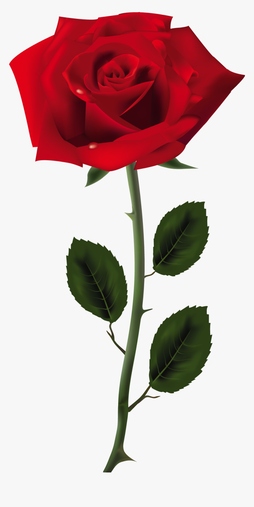 Rose Free Download Png - Rose Png, Transparent Png