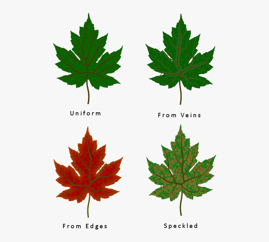 Transparent Veins Texture Png - Different Types Of Leaf Texture, Png Download