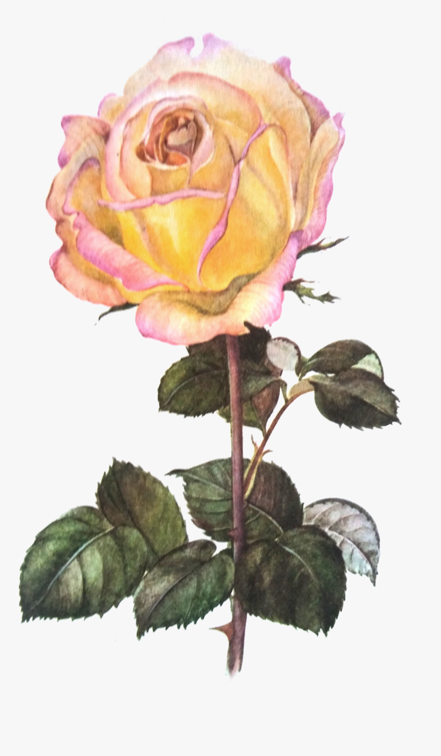 Vintage Flowers Png, Transparent Png