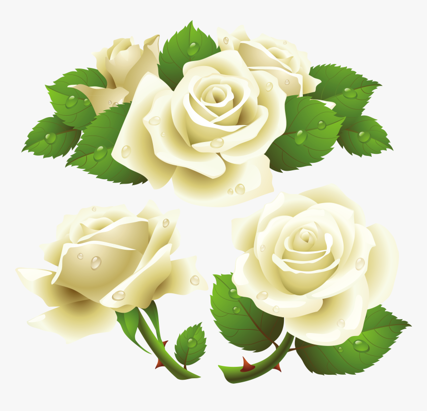 Flower Rose Garden Roses Rose Family Png - Transparent Background White Rose Png, Png Download