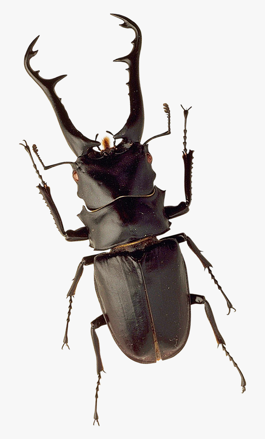 Insect Png Image, Transparent Png