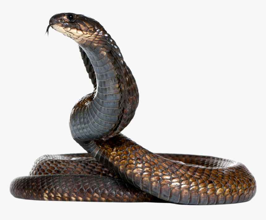 Dangerous Black Snake Png Image, Transparent Png