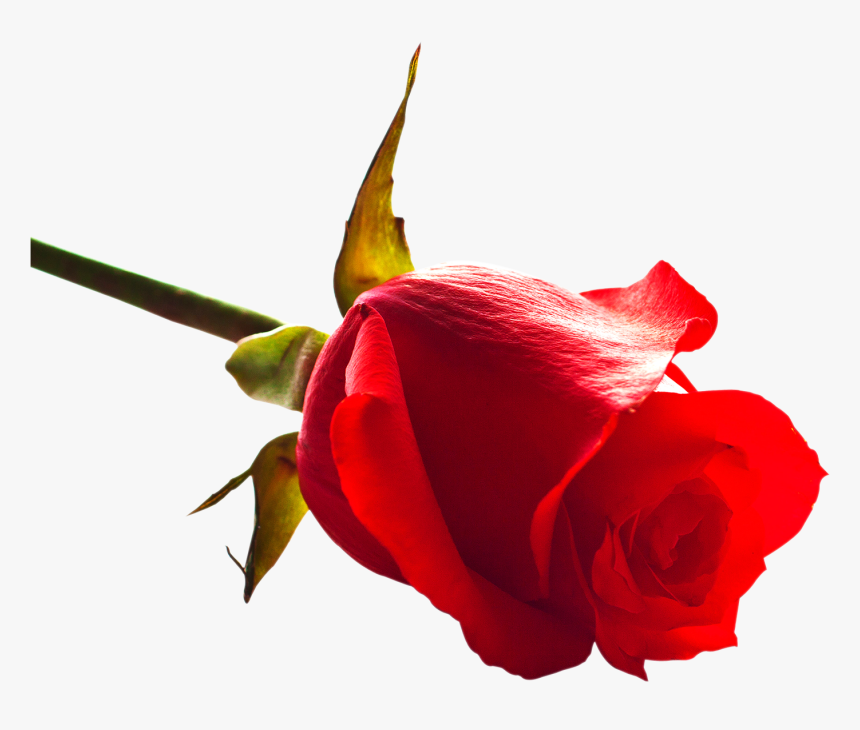 Rose Real Png, Transparent Png