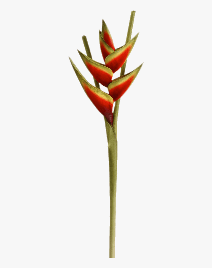 Heliconia Flower - Birds Of Paradise Transparent Background, HD Png Download