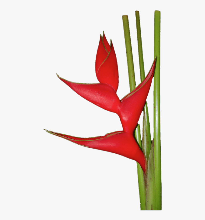 Red Heliconia - Heliconia Flower Gif, HD Png Download