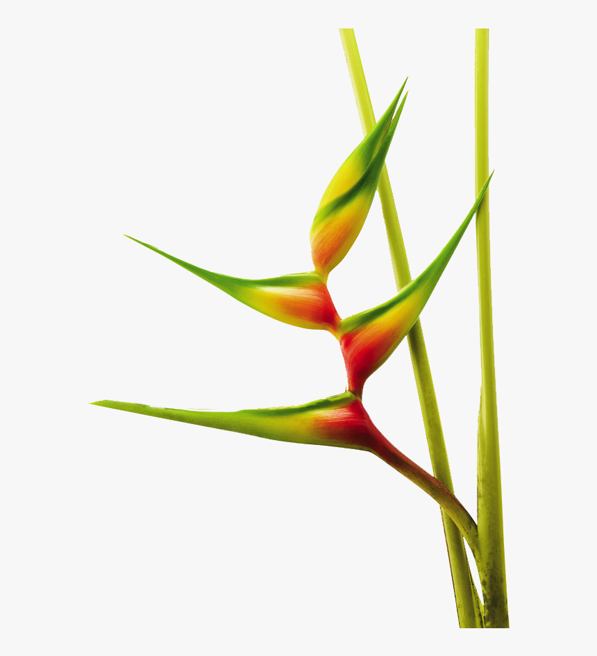 Heliconia Bihai Aurea - Heliconias Png, Transparent Png