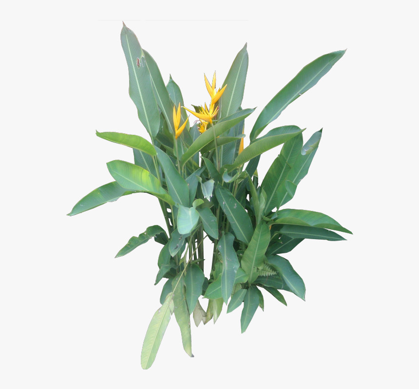Ornamental Plants Png, Transparent Png