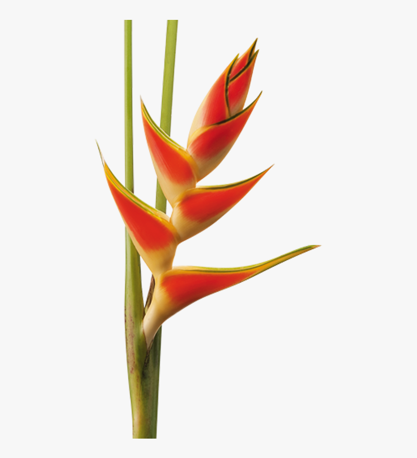 Heliconia Png, Transparent Png