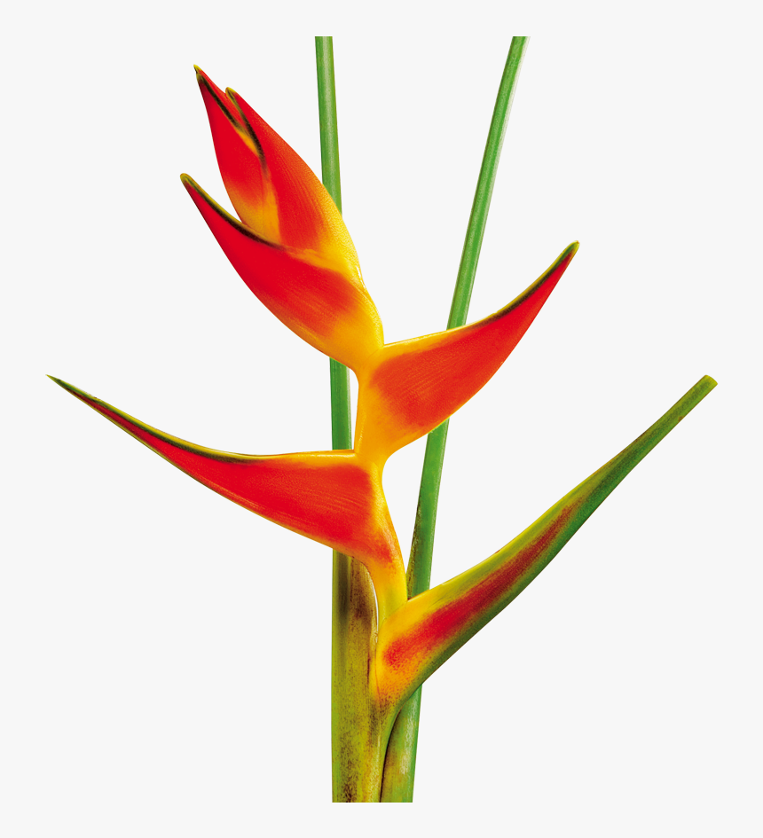 Heliconia Tropical Flower Png, Transparent Png