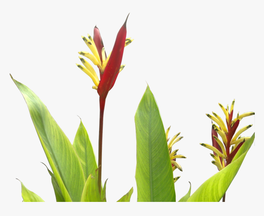 Tropical Plants Flower Png , Png Download - Tropical Plant Png, Transparent Png