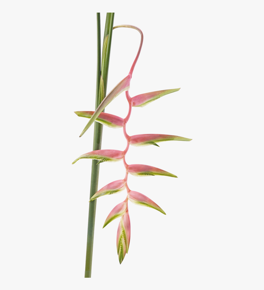 Heliconia Chartacea Png, Transparent Png
