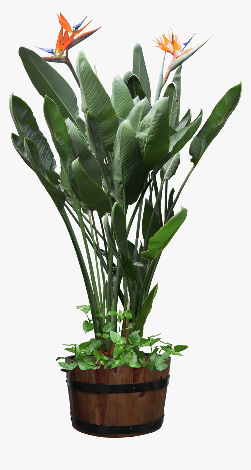Beautiful Transparent Plants Potted Png - Potted Plant Transparent Png, Png Download