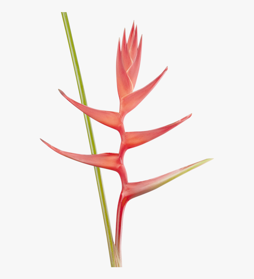 Heliconia, HD Png Download