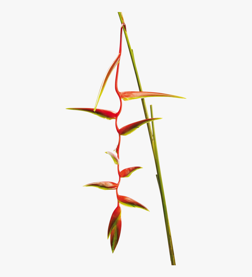Heliconia - Heliconia Sexy Scarlet, HD Png Download