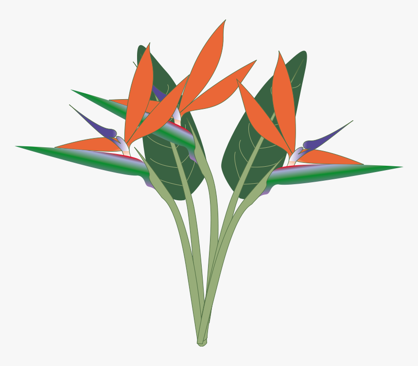 Paradise - Clipart - Birds Of Paradise Png, Transparent Png