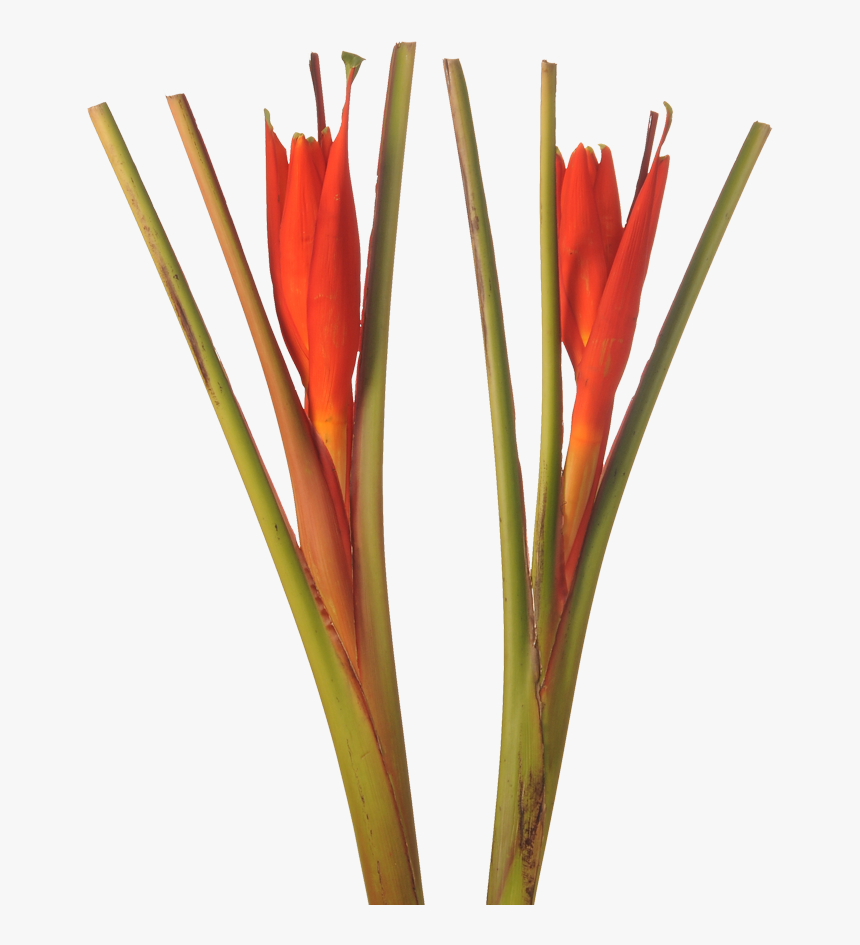 Musa Coccinea, HD Png Download