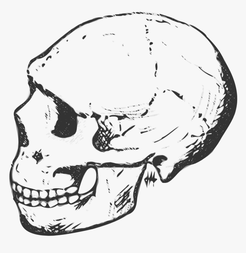 Clip Art Black And White Skeleton - Black And White Clipart Human Skull, HD Png Download