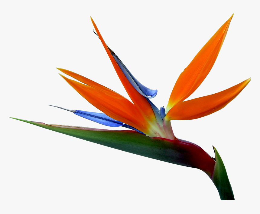 And Strelitzia Bird Of Paradise Reginae Birds Flowers - Birds Of Paradise Png, Transparent Png