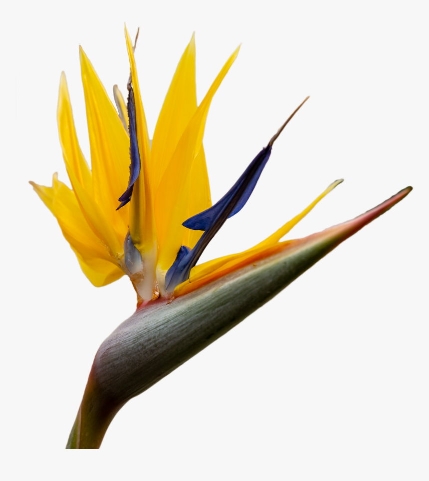 Bird Of Paradise, HD Png Download